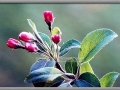 Apple Blossums