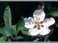 Apple Blossum