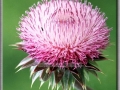 Musk Thistle (Carduus Nutans)