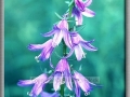 Harebell (Campanula Rotundifolia)