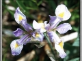 Blue Flag Iris (Iris Versicolor)