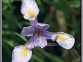 Blue Flag Iris (Iris Versicolor)