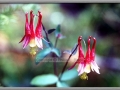 Columbine (Aquilegia Canadensis)
