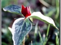 Purple Trillium (Trillium Recurvatum)