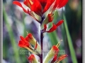 Indian Paintbrush (Castilleja Coccinea)