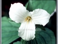 Large-Flowered Trillium (Trillium Grandiflorum)