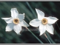 Dwarf Daffodils