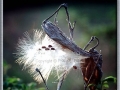 Common Milkweed (Asclepias Syriaca)