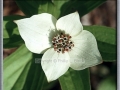Bunchberry (Cornus Canadensis)