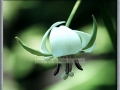 Nodding Trillium (Trillium Cernuum)