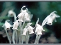 Indian Pipe (Monotropa Uniflora)
