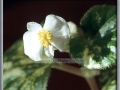 African Violet