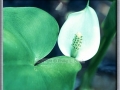 Wild Calla (Calla Palustris)