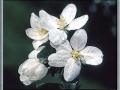 Apple Blossoms