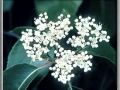 Hedge Parsley (Torilus Japonica)