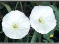 Field Bindweed (Convolvulus Arvensis)