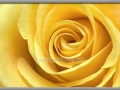 Inner Beauty - Yellow Rose
