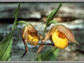 Yellow Lady's Slipper (Cypripedium Calceolus)