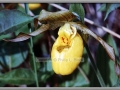 Yellow Lady's Slipper (Cypripedium Calceolus)