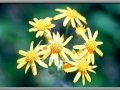 Sunflower (Helianthus Tuberosus)