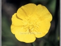 Swamp Buttercup (Ranunculus Hispidus)