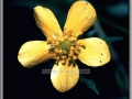 Tall Buttercup (Ranunculus Acris)