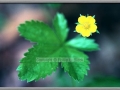 Swamp Buttercup (Ranunculus Hispidus)