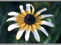 Black-Eyed Susan (Rudbeckia Hirta)