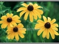 Black-Eyed Susan (Rudbeckia Hirta)