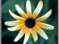 Black-Eyed Susan (Rudbeckia Hirta)
