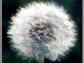 Dandelion (Taraxacum Laevigatum)