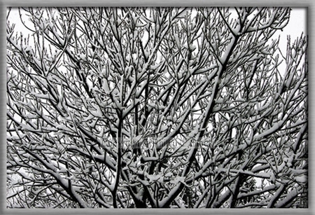 Snowy winter day in Wisconsin