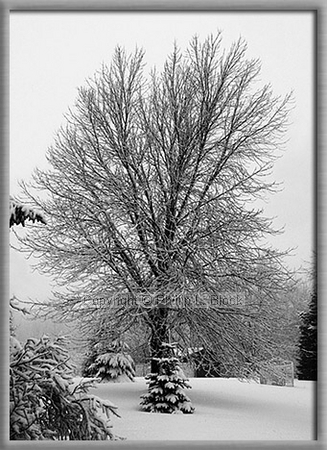 Snowy winter day in Wisconsin