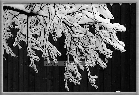 Snowy winter day in Wisconsin