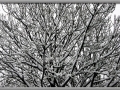 Snowy winter day in Wisconsin