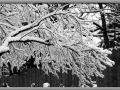 Snowy winter day in Wisconsin