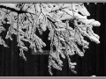 Snowy winter day in Wisconsin