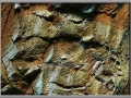 Driftwood