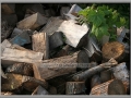 Woodpile and Thimbleberry Leaves