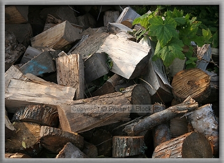 Woodpile and Thimbleberry Leaves