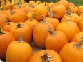 Autumn at the Village 2014