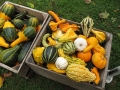 Autumn at the Village 2014