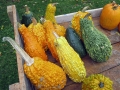 Autumn at the Village 2014