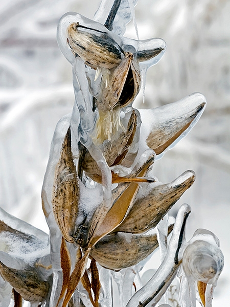 Frosted Milkweed Pods