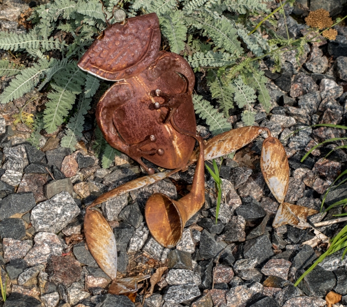 Beware of Frog