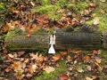 Irish Hollow Cemetery