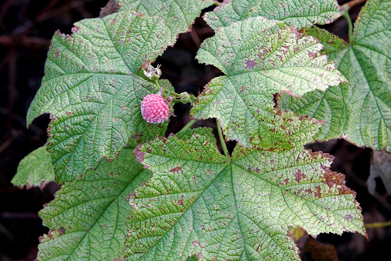 The Last Thimbleberry - Delta County, Michigan