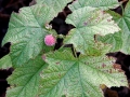 The Last Thimbleberry - Delta County, Michigan