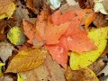 Fall Color on the Forest Floor - Alger County, Michigan