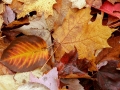 Fall Color on the Forest Floor - Alger County, Michigan